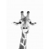 Plagát, Obraz - Happy giraffe, Sisi & Seb, 30 × 40 cm Plagát, Obraz - Happy giraffe, Sisi & Seb, 30 × 40 cm