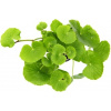 Dennerle Plants Hydrocotyle leucocephala - 1 ks Dennerle Plants Hydrocotyle leucocephala - 1 ks