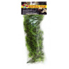 Zoo Med terárijná rastlina Cashuarina M Zoo Med terárijná rastlina Cashuarina M