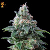Exclusive Seeds Bank - Amnesia 5 ks - Semená neobsahujú THC Exclusive Seeds Bank - Amnesia 5 ks - Semená neobsahujú THC
