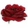 Autronic Ruže - umelý kvet, červený, cena za balenie (12 ks) KN7085 RED Autronic Ruže - umelý kvet, červený, cena za balenie (12 ks) KN7085 RED