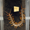 Scolopendra subspinipes Scolopendra subspinipes