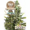 Fair Seeds - Auto Wedding Cake 3 ks - Semená neobsahujú THC. Fair Seeds - Auto Wedding Cake 3 ks - Semená neobsahujú THC.