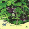 Akebia quinata päťlistá (Akebia quinata päťlistá) Akebia quinata päťlistá (Akebia quinata päťlistá)
