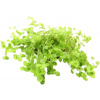 Dennerle Plants Micranthemum umbrosum - 1 ks Dennerle Plants Micranthemum umbrosum - 1 ks