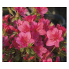 Azalka japonská Rhododendron obtusum výška 30-40 cm kvetináč 5 l červená Azalka japonská Rhododendron obtusum výška 30-40 cm kvetináč 5 l červená