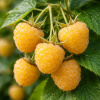 Malina žltá - Rubus idaeus 'Golden Bliss' - 40cm Malina žltá - Rubus idaeus 'Golden Bliss' - 40cm