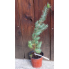 Borovica píniová (Pinus pinea) veľkosť 80-110cm Borovica píniová (Pinus pinea) veľkosť 80-110cm
