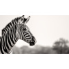 Obraz – Zebra Čiernobiely – AiArt 16:9 Obraz – Zebra Čiernobiely – AiArt 16:9