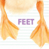 Feet (Flowerpot Press)(Brožovaná) Feet (Flowerpot Press)(Brožovaná)