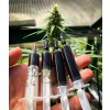 Amsterdam Rick Simpson Oil - 60 ml 1:1 Ratio RSO:CBD Full Treatment Amsterdam Rick Simpson Oil - 60 ml 1:1 Ratio RSO:CBD Full Treatment