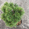 Kosodrzewina Pine Lytomyścijed 50 cm (Kosodrzewina Pine Lytomyścijed 50 cm) Kosodrzewina Pine Lytomyścijed 50 cm (Kosodrzewina Pine Lytomyścijed 50 cm)