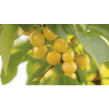 Čerešňa žltá chrupka FloraSelf Prunus avium 'Dönissenova' 120-150 cm kvetináč 7,5 l Čerešňa žltá chrupka FloraSelf Prunus avium 'Dönissenova' 120-150 cm kvetináč 7,5 l
