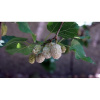 Moruša biela (Morus alba) ‘WHITE BERRY’ - výška 300-340 cm, obvod kmeňa 8/10 cm , kont.C18L -biele plody - NA KMIENKU Moruša biela (Morus alba) ‘WHITE BERRY’ - výška 300-340 cm, obvod kmeňa 8/10 cm , kont.C18L -biele plody - NA KMIENKU