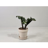 Zamioculcas Zenzi baby Zamioculcas Zenzi baby