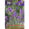LEVANDUĽA LEKÁRSKA, úzkolistá - (Levandula angustifolia, L.) LEVANDUĽA LEKÁRSKA, úzkolistá - (Levandula angustifolia, L.)