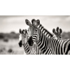 Obraz – Zebry Čiernobiely – AiArt 16:9 Obraz – Zebry Čiernobiely – AiArt 16:9