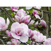 Sadenica Magnólia bielej, ružovej farby v 2-3l nádobe Sadenica Magnólia bielej, ružovej farby v 2-3l nádobe