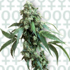 Sensi Seeds Jack Flash n.5 neobsahuje THC 10 ks Sensi Seeds Jack Flash n.5 neobsahuje THC 10 ks