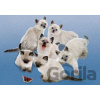 Clementoni Butterfly Cats 500 dielov Clementoni Butterfly Cats 500 dielov