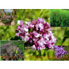 Oregáno–(Origanum vulgare L.) odroda Oregáno–(Origanum vulgare L.) odroda