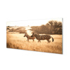 Nástenný panel Zebra poľa sunset 100x50 cm Nástenný panel Zebra poľa sunset 100x50 cm