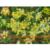 Prvosienka jarná – ( Primula veris L. ) Prvosienka jarná – ( Primula veris L. )