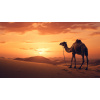 Obraz – Ťavy v Púšti Príroda – AiArt 16:9 Obraz – Ťavy v Púšti Príroda – AiArt 16:9