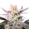 Growers Choice - Watermelon Wedding Cake 5 ks - Semená neobsahujú THC Growers Choice - Watermelon Wedding Cake 5 ks - Semená neobsahujú THC