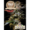 Fair Seeds - Black Poison Fast 3 ks - Semená neobsahujú THC. Fair Seeds - Black Poison Fast 3 ks - Semená neobsahujú THC.