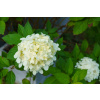Hydrangea paniculata ´ Skyfall ´ Clt.3 Hydrangea paniculata ´ Skyfall ´ Clt.3