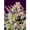 Sweet Seeds Sweet Zenzation XL Auto neobsahuje THC 3 semena Sweet Seeds Sweet Zenzation XL Auto neobsahuje THC 3 semena