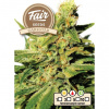 Fair Seeds - Darkstar 10 ks - Semená neobsahujú THC Fair Seeds - Darkstar 10 ks - Semená neobsahujú THC