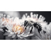 Obraz – Včielka I Príroda – AiArt 16:9 Obraz – Včielka I Príroda – AiArt 16:9