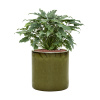 Ter Steege Philodendron 'Xanadu' in Cylinder R28cm V77cm Ter Steege Philodendron 'Xanadu' in Cylinder R28cm V77cm