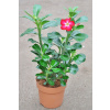 Ruža adenium púšťa obesum anouk kvitol (Ruža adenium púšťa obesum anouk kvitol) Ruža adenium púšťa obesum anouk kvitol (Ruža adenium púšťa obesum anouk kvitol)