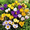 Krokus mix cibule xxl 25 kusov najkvalitnejšie (Krokus mix cibule xxl 25 kusov najkvalitnejšie) Krokus mix cibule xxl 25 kusov najkvalitnejšie (Krokus mix cibule xxl 25 kusov najkvalitnejšie)