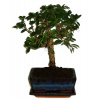Izbová bonsaj Carmona microphylla - čaj fuki 316 Izbová bonsaj Carmona microphylla - čaj fuki 316