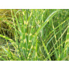 Ozdobnica čínska Zebrinus - Miscanthus sinensis Zebrinus (kontajner VKR2) Ozdobnica čínska Zebrinus - Miscanthus sinensis Zebrinus (kontajner VKR2)