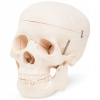 ĽUDSKÁ LEBKA ANATOMICKÝ MODEL ČLOVEKA MIERKA 1:1 PRESNÝ TROJROZMERNÝ ĽUDSKÁ LEBKA ANATOMICKÝ MODEL ČLOVEKA MIERKA 1:1 PRESNÝ TROJROZMERNÝ