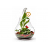 COOL Design Otvorené rastlinné terárium FOREST PEAR Red 37 cm – sklenená kompozícia v tvare hrušky s lopatkovcom, fitóniou a brečtanom | Otvorené terárium do bytu s výrazným červeným akcentom COOL Design Otvorené rastlinné terárium FOREST PEAR Red 37 cm – sklenená kompozícia v tvare hrušky s lopatkovcom, fitóniou a brečtanom | Otvorené terárium do bytu s výrazným červeným akcentom