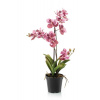 Umelá Orchidea (Vanda ), ružová V60cm Umelá Orchidea (Vanda ), ružová V60cm