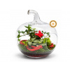 COOL Design Otvorené rastlinné terárium FOREST APPLE RED 24 cm – sklenené jablko s fitóniou a brečtanom | Otvorené terárium do bytu ako živá dekorácia s červeným akcentom COOL Design Otvorené rastlinné terárium FOREST APPLE RED 24 cm – sklenené jablko s fitóniou a brečtanom | Otvorené terárium do bytu ako živá dekorácia s červeným akcentom