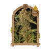 Exotic Seed - Herz OG 3 ks - semená neobsahujú THC Exotic Seed - Herz OG 3 ks - semená neobsahujú THC