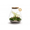 COOL Design Rastlinné terárium STONE WHITE 40 cm – biosféra v skle s Aglaonema White Joy, papraďou a živým machom | Uzavreté terárium do bytu do svetlých priestorov ako čistý a elegantný efekt COOL Design Rastlinné terárium STONE WHITE 40 cm – biosféra v skle s Aglaonema White Joy, papraďou a živým machom | Uzavreté terárium do bytu do svetlých priestorov ako čistý a elegantný efekt