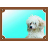 Tabuľka čínsky chocholatý pes Tabuľka čínsky chocholatý pes