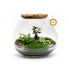 COOL Design Rastlinné terárium ALPINE WHITE 30 cm – biosféra v skle s bonsajom Ficus ginseng, fitóniou White Tiger a papraďou | Uzavreté terárium do bytu ako prémiová biosféra s bonsajom COOL Design Rastlinné terárium ALPINE WHITE 30 cm – biosféra v skle s bonsajom Ficus ginseng, fitóniou White Tiger a papraďou | Uzavreté terárium do bytu ako prémiová biosféra s bonsajom