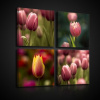 Obraz na plátne viacdielny - OB2995 - Tulipány 50cm x 50cm - S20 Obraz na plátne viacdielny - OB2995 - Tulipány 50cm x 50cm - S20
