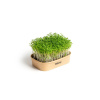 Pěstebna Farma Súprava pre domáce pestovanie microgreens Žerucha Pěstebna Farma Súprava pre domáce pestovanie microgreens Žerucha