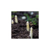 Špargľa lekárska Argenteuil na bielenie - Asparagus officinalis - predaj semien - 15 ks Špargľa lekárska Argenteuil na bielenie - Asparagus officinalis - predaj semien - 15 ks